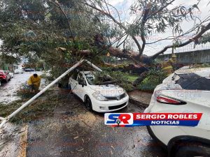 ÁRBOL GIGANTE CAE EN UNIDAD DEPORTIVA DE XALISCO Y DAÑA VEHÍCULOS LUZ Y CABLES.
