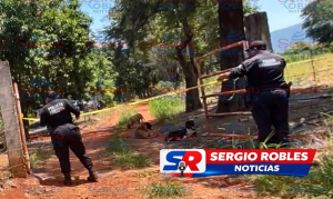 INTENTO ESCAPAR PERO FALLECIÓ TRAS SER ATACADO POR ABEJAS EN POTRERO DE TEPIC.