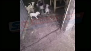 #CONTINUACIÓN! COMO BUENA MADRE LA PERRITA LLEVO LOS BOLILLOS QUE SE ROBO A SUS BEBÉS.