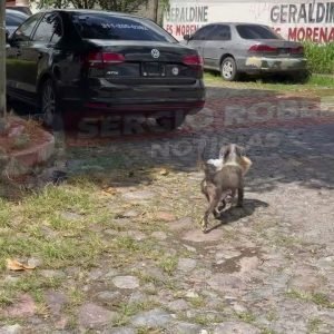 CAPTAN A PELIGROSO LADRÓN EN CALLES DE XALISCO NAYARIT.